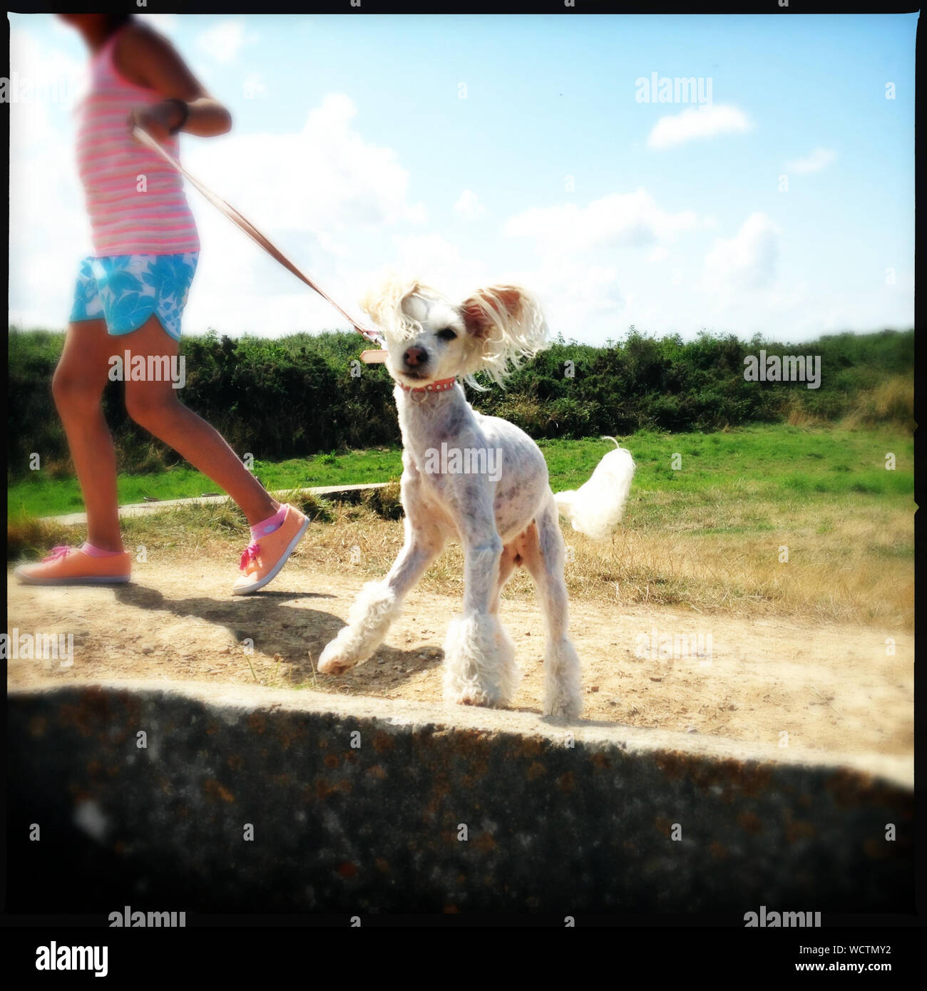 Teenage Walking Dog High Resolution Stock Photography and Images - Alamy