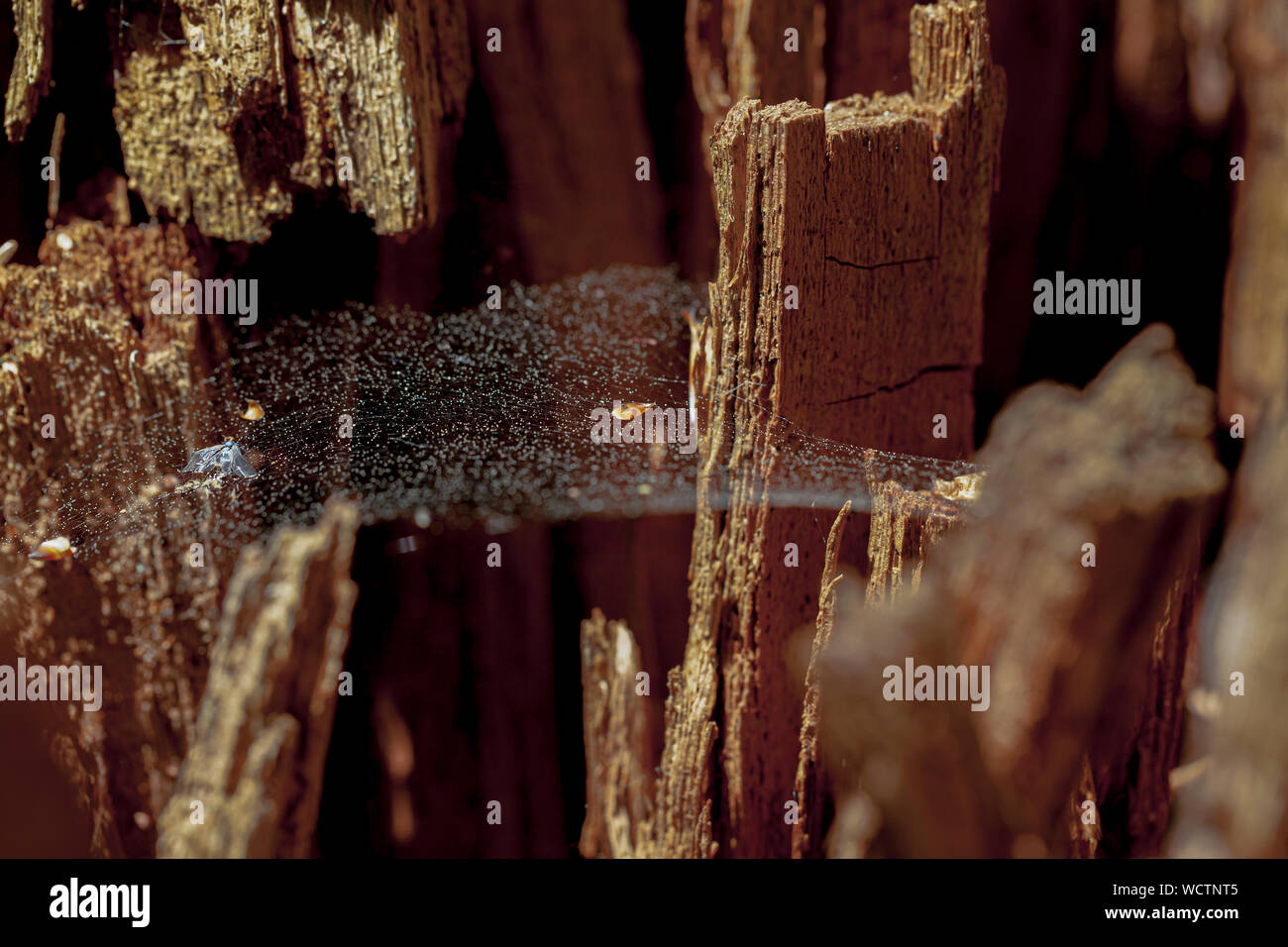fragile spider web between brown tree trunks and a leaf captured in it Stock Photo
