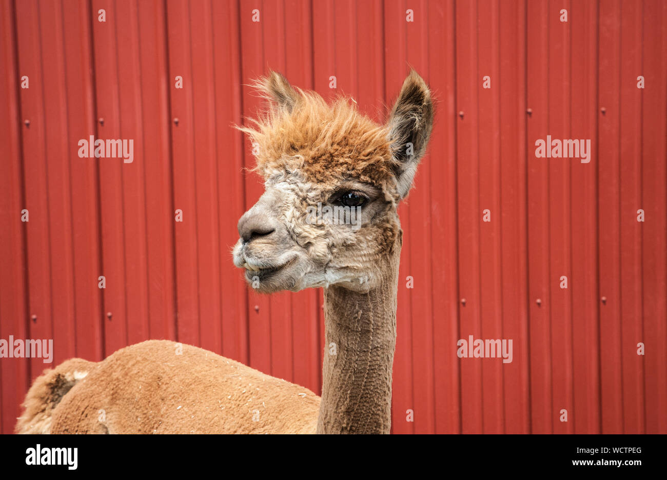 One Alpaca in front of a red barn, pets isolated,  New Jersey, USA, NJ, US, funny Farm animals humor unusual pet funny animals farm pets Stock Photo