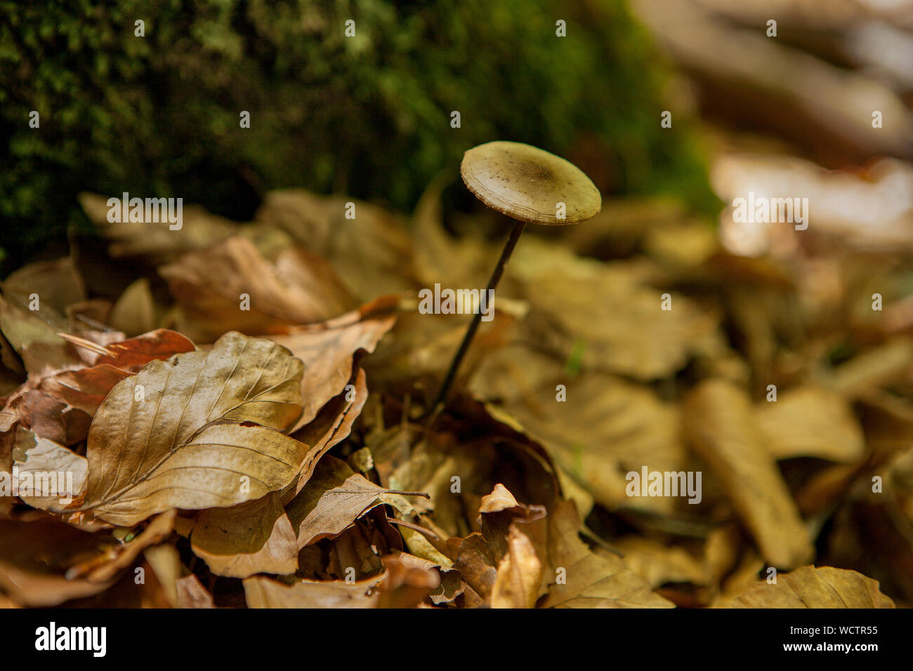Ground fungus hi-res stock photography and images - Alamy