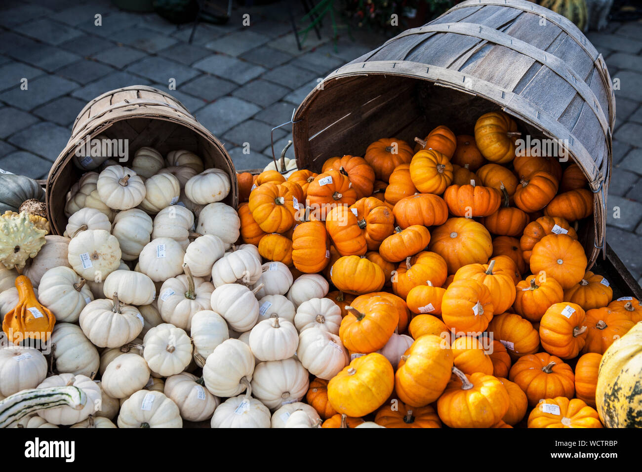 Mini pumpkins, Hooligans, spilling out of two baskets in Lancaster County, Pa, Pennsylvania, USa, container basket, hooligan, sweetie pie display Stock Photo