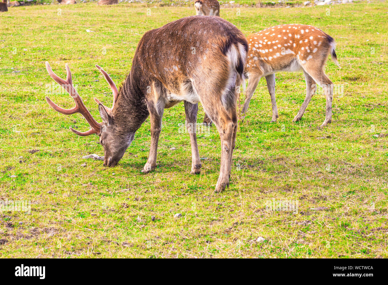 Sika deer graze in a clearing. The male deer has large horns on its head, and the female has no horns. Stock Photo