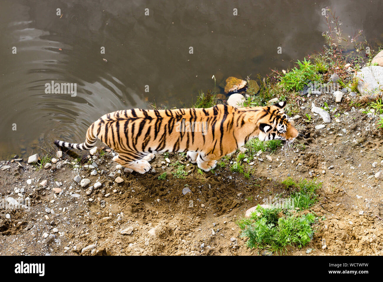 View of the tiger from above. A tiger walks near a pond along a sandy