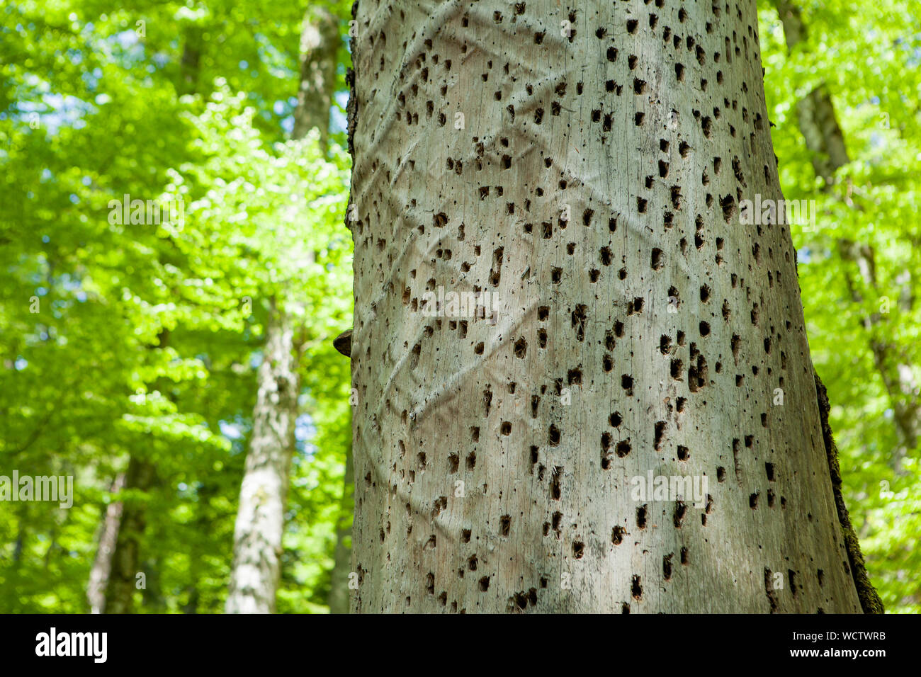 Worm Holes High Resolution Stock Photography and Images Alamy