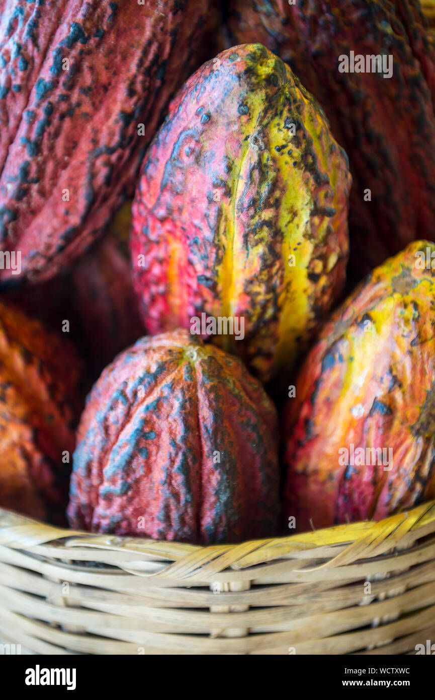 Basket of ripe red cacao pods piled in soft tropical sunlight at a beach bar in Bahia, Brazil Stock Photo