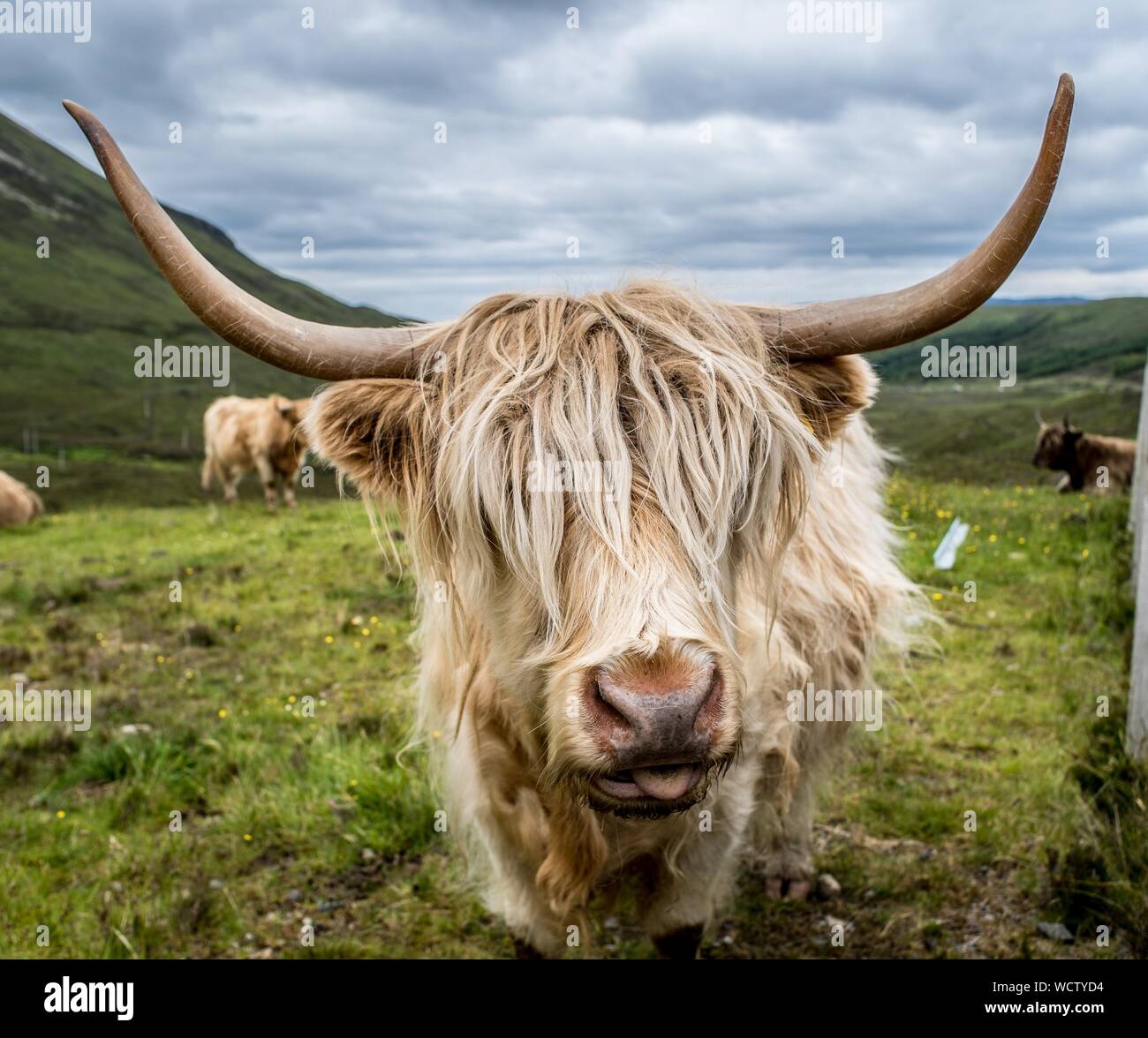 Highland Cow Sticking Out Tongue High Resolution Stock Photography and ...