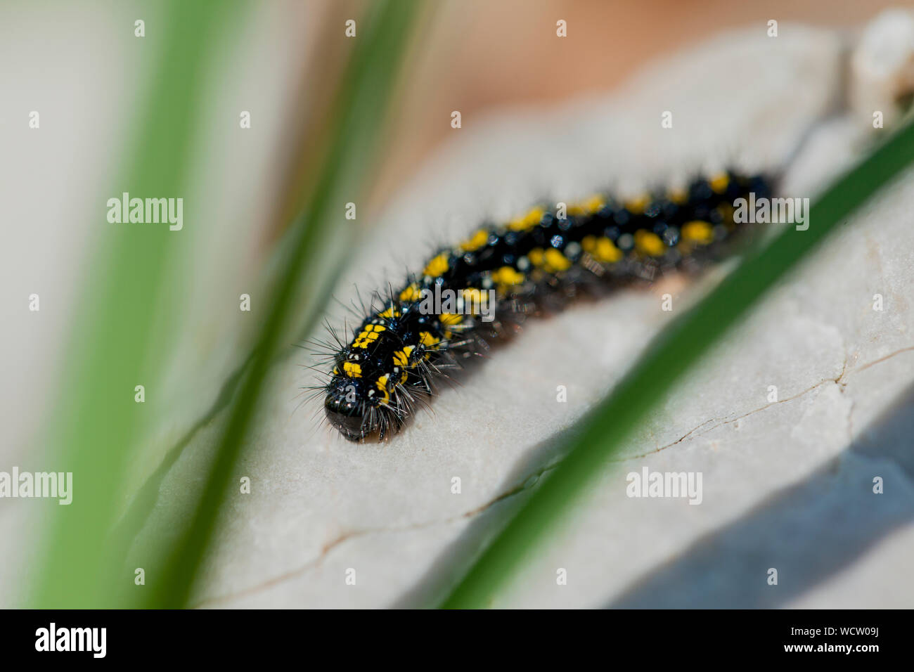 beautiful black and yellow centipedes on a stone Stock Photo