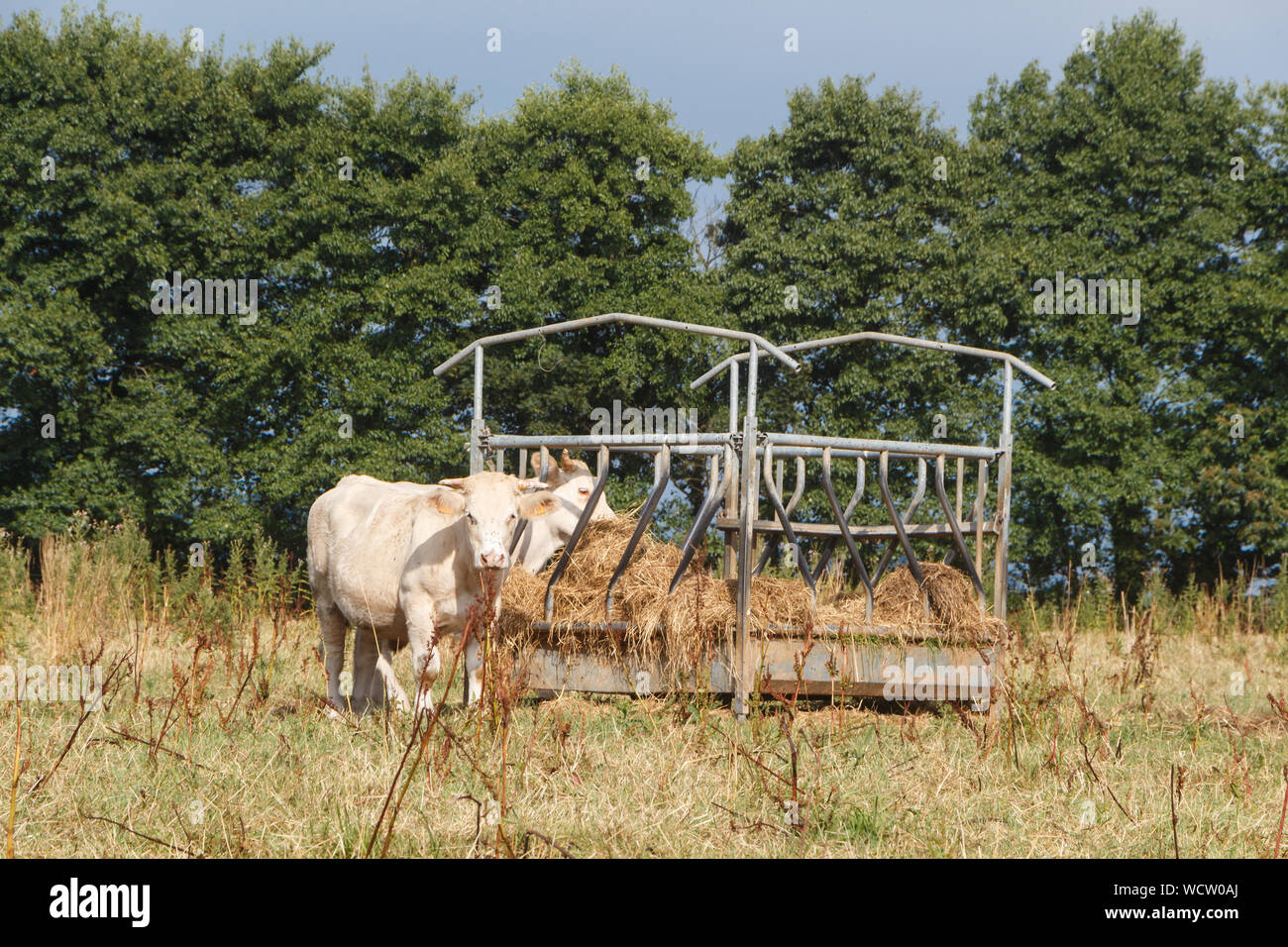 Charolaise cows eating hay in a feeder during drought in summer Stock Photo