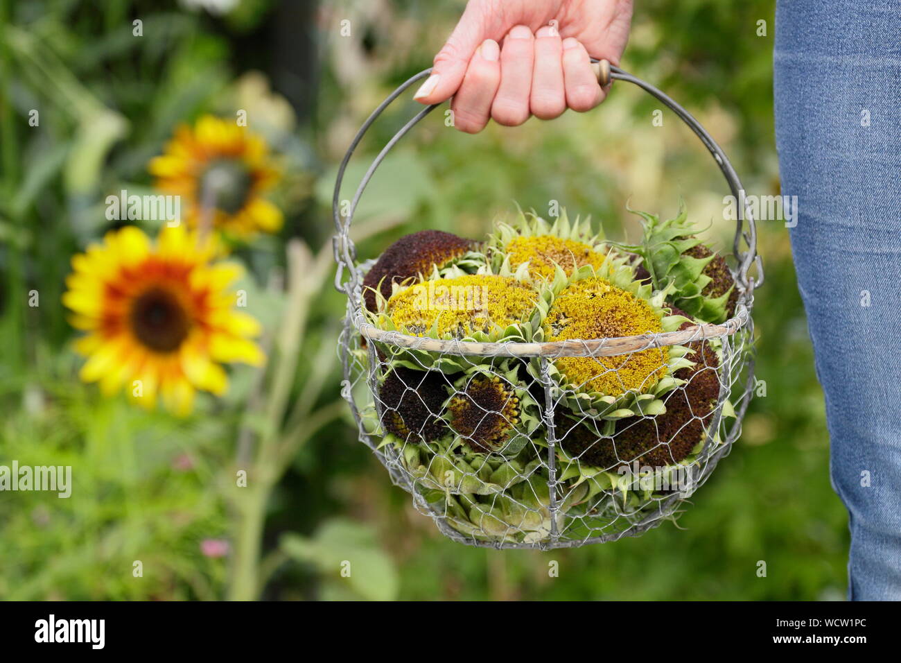 Helianthus annuus. Sunflower seedheads collected into a basket for drying in a domestic garden Stock Photo