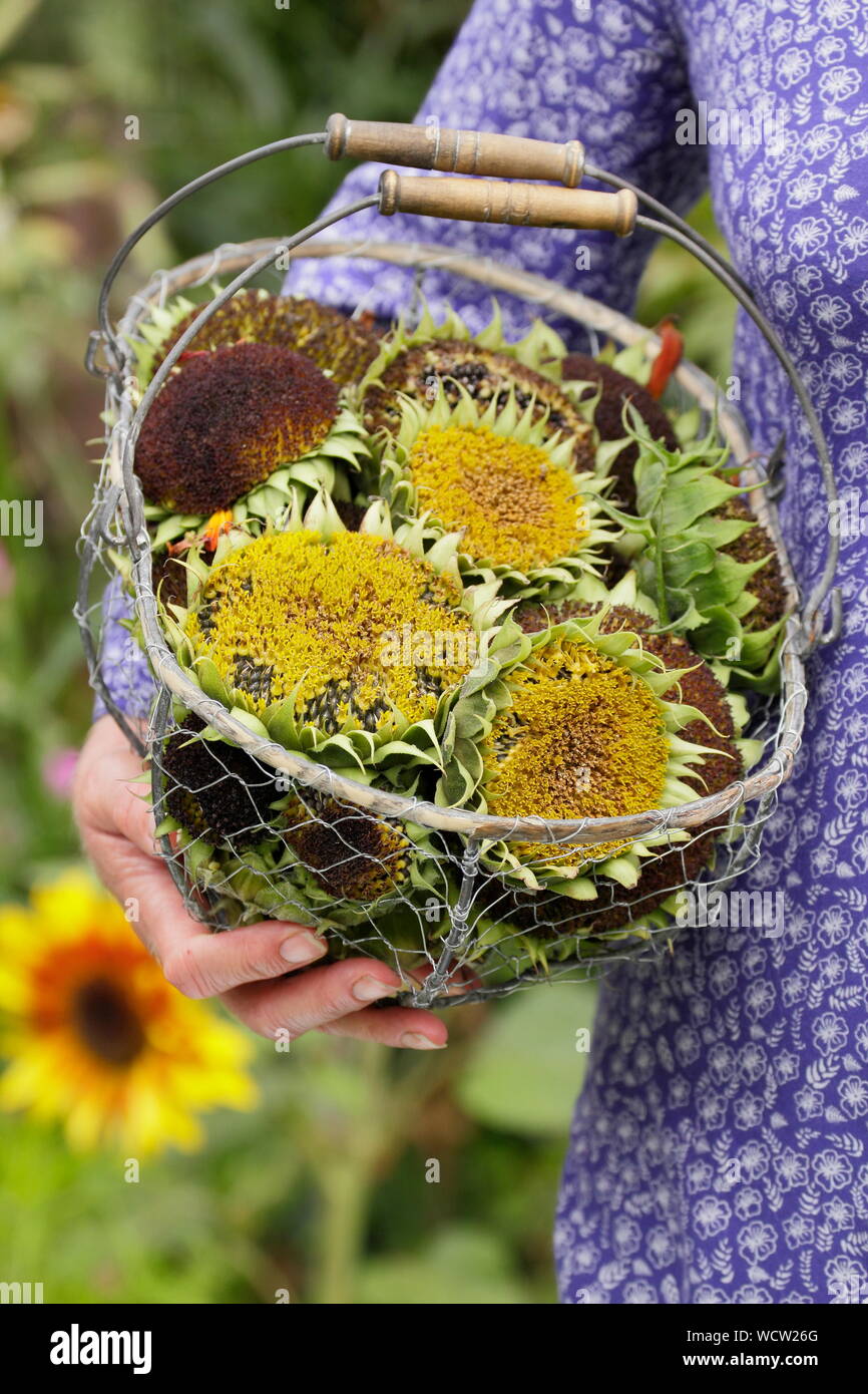 Helianthus annuus. Sunflower seedheads collected into a basket for