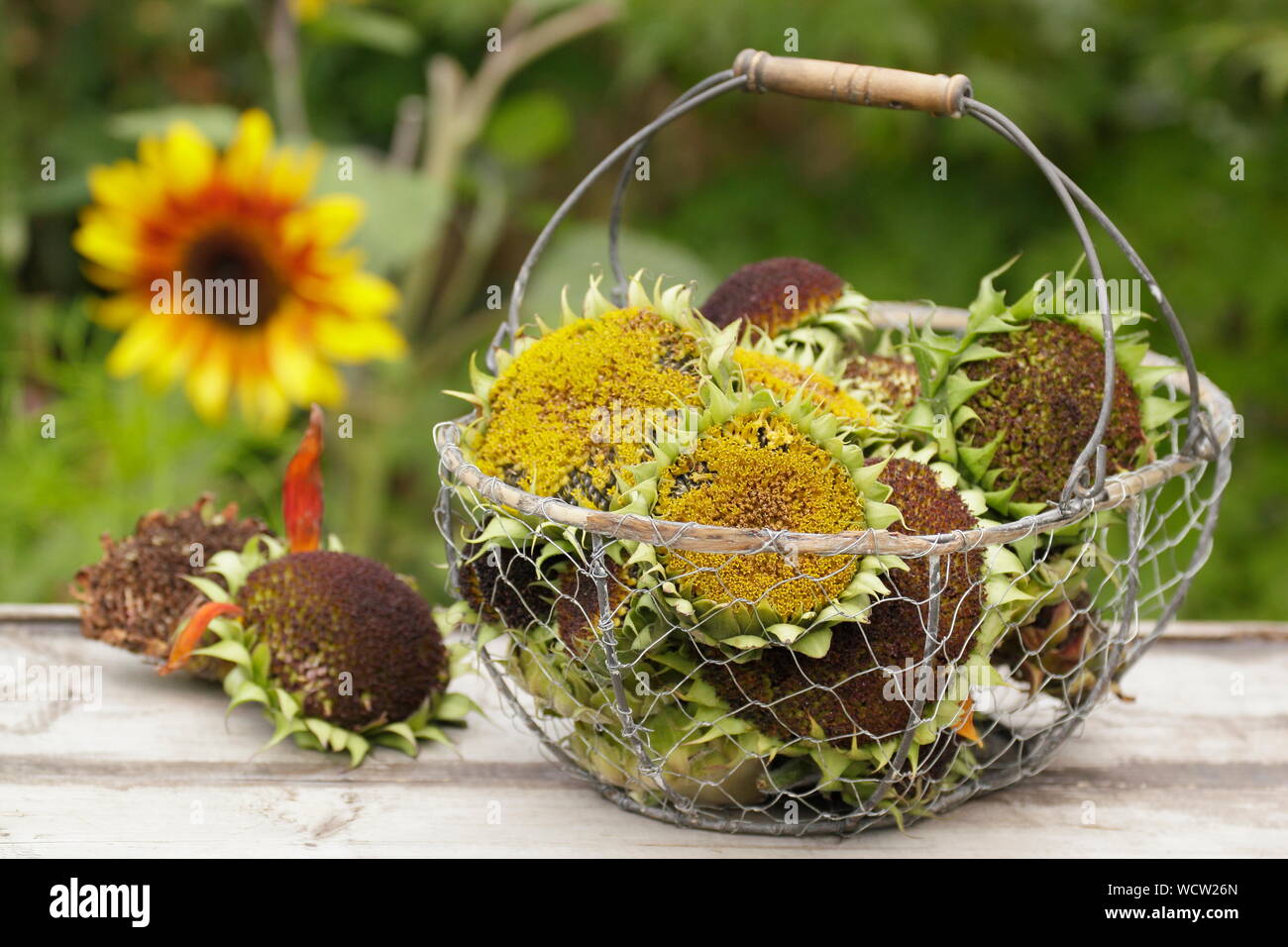 Helianthus annuus. Sunflower seedheads collected into a wire basket for drying Stock Photo