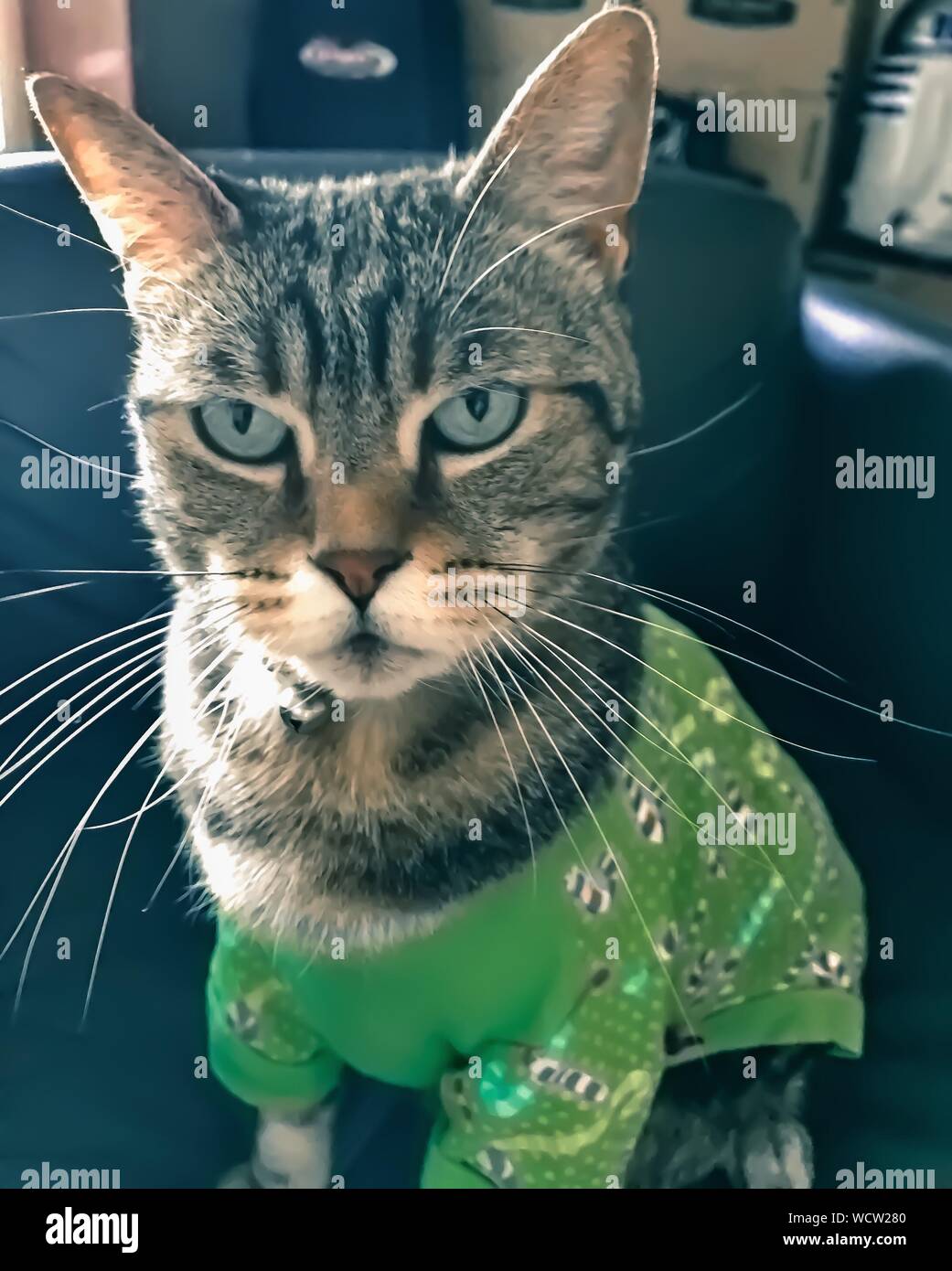 Cat hair on clothing hires stock photography and images Alamy