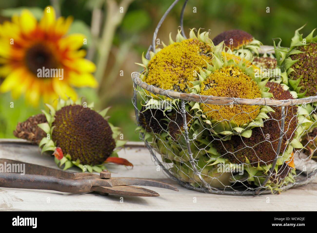 Helianthus annuus. Sunflower seedheads collected into a wire basket for drying Stock Photo