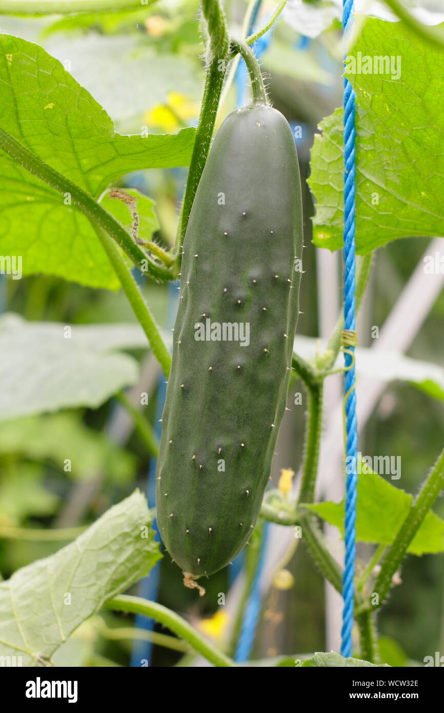 Cucumis sativus 'Marketmore'. Cucumbers trained to grow vertically up strings in a glass house. UK Stock Photo