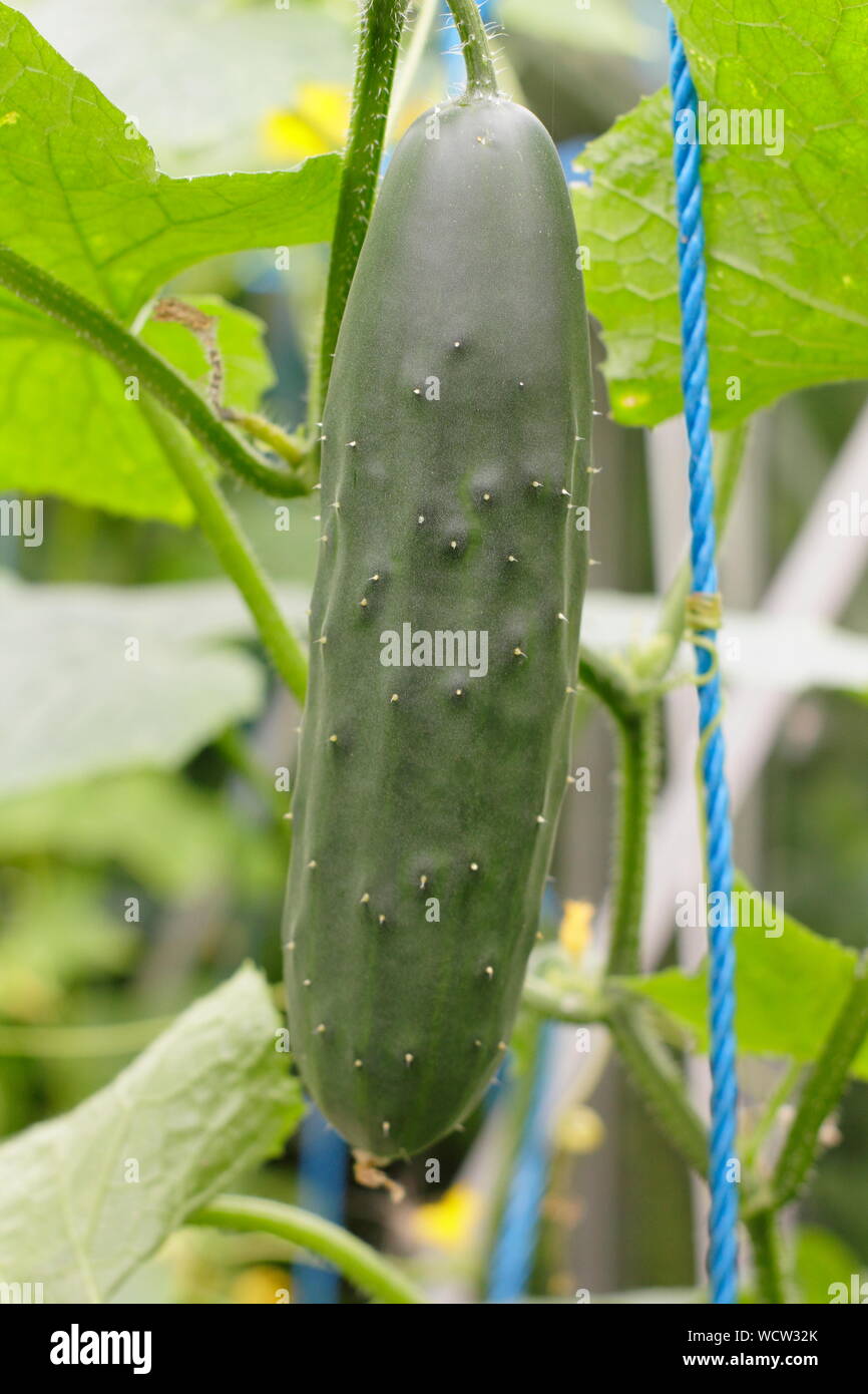 Cucumis sativus 'Marketmore'. Cucumbers trained to grow vertically up strings in a glass house. UK Stock Photo