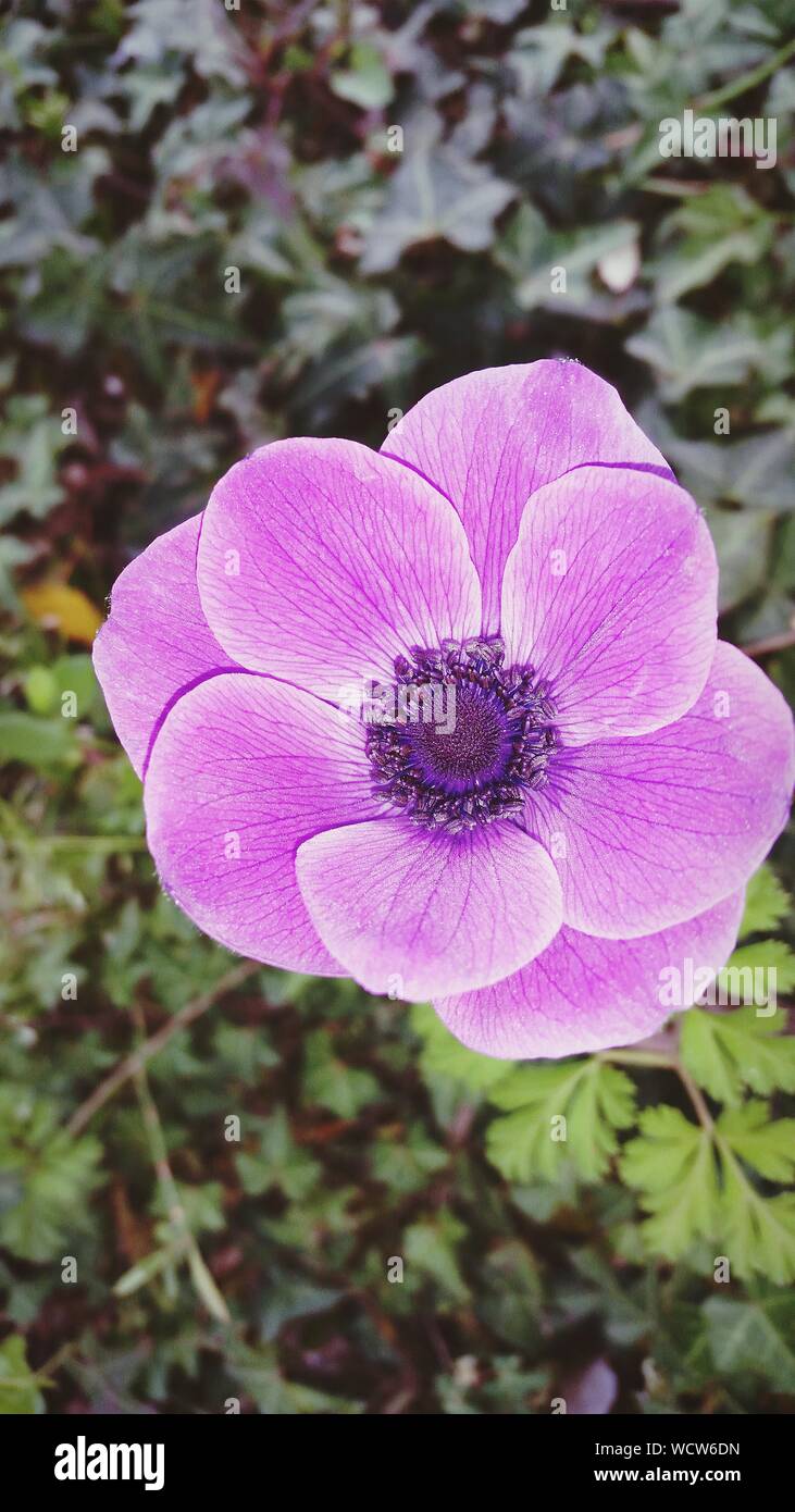 Pink flower anemone hires stock photography and images Alamy