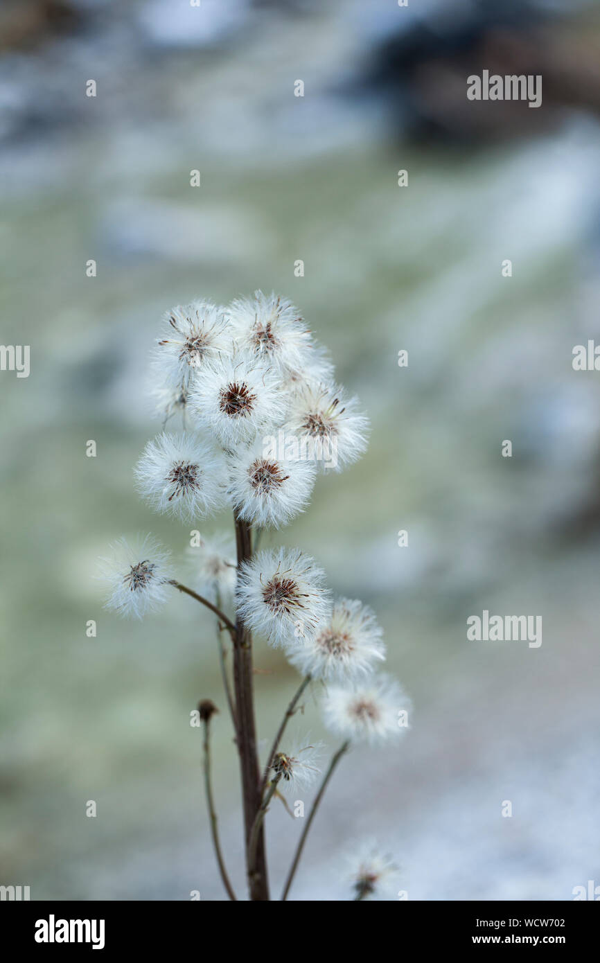 white blooming hairy forest flower in a blurred light Stock Photo