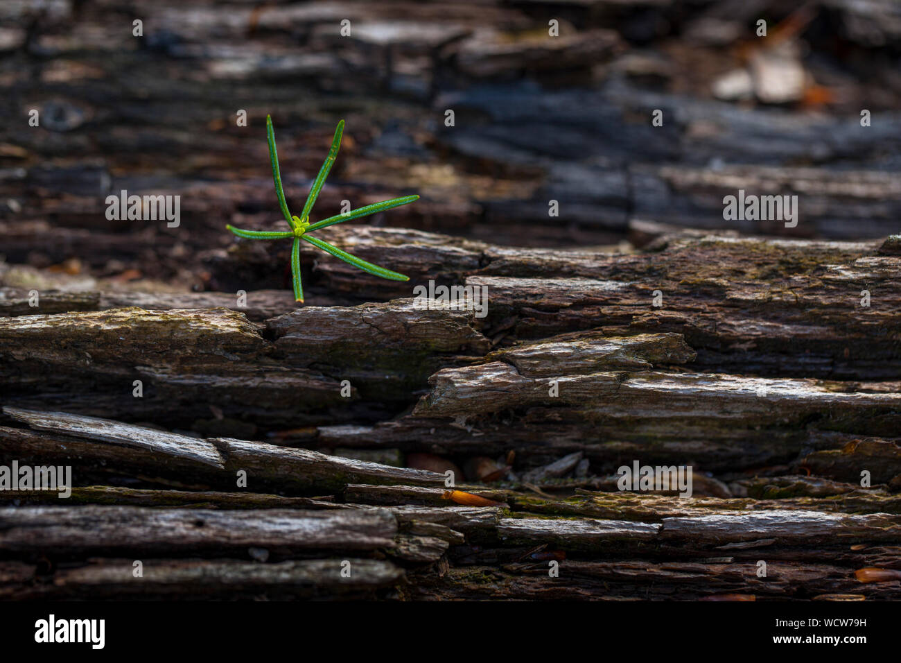 young fragile  sprout of a tree, named Picea glauca, on a brown tree trunk Stock Photo