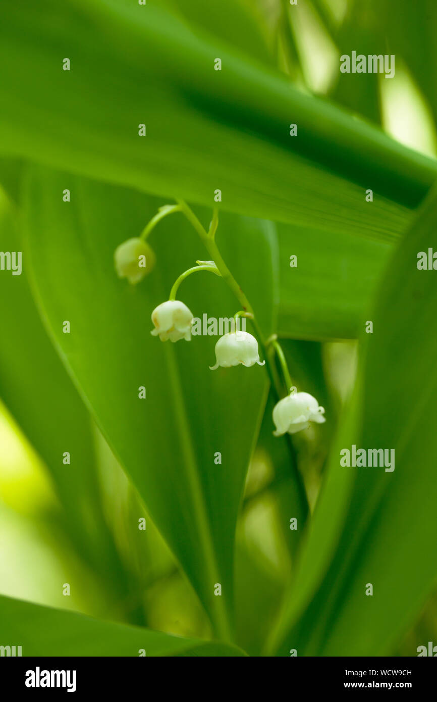 White lily of the valley hi-res stock photography and images - Alamy