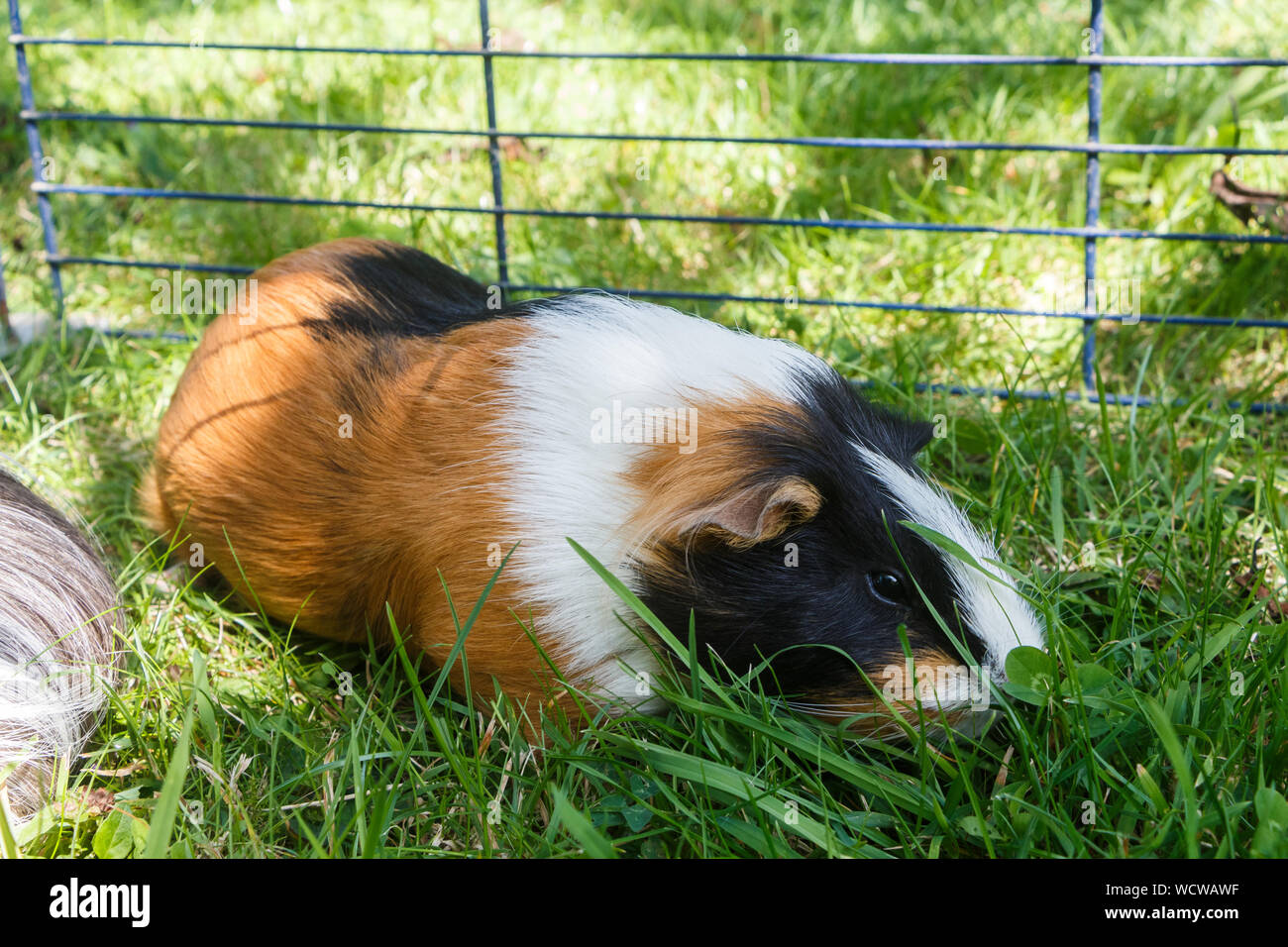 Guinea Pig Under A Wire Fencing In The Grass Of A Garden Stock