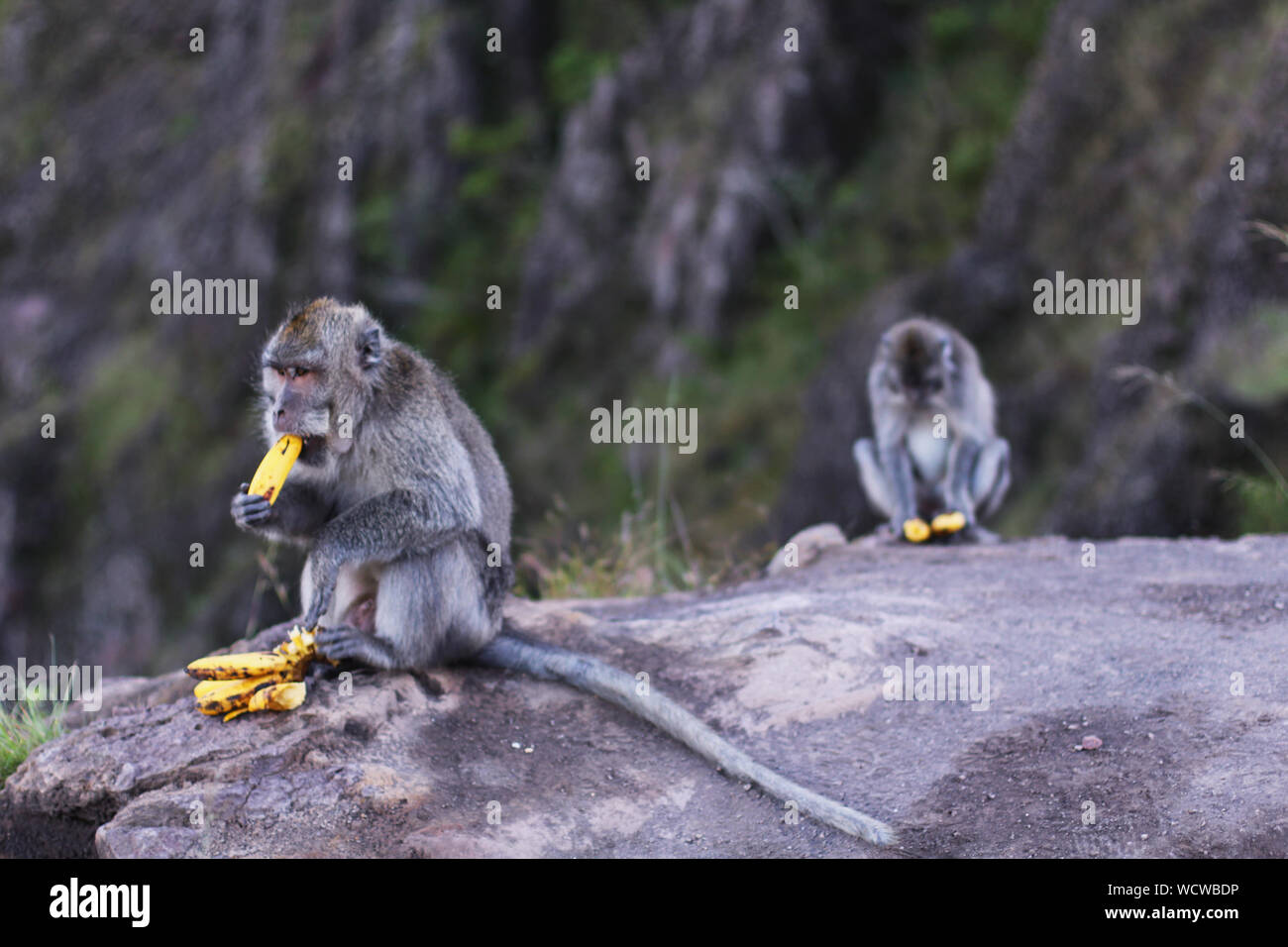 Monkeys drink hires stock photography and images Alamy