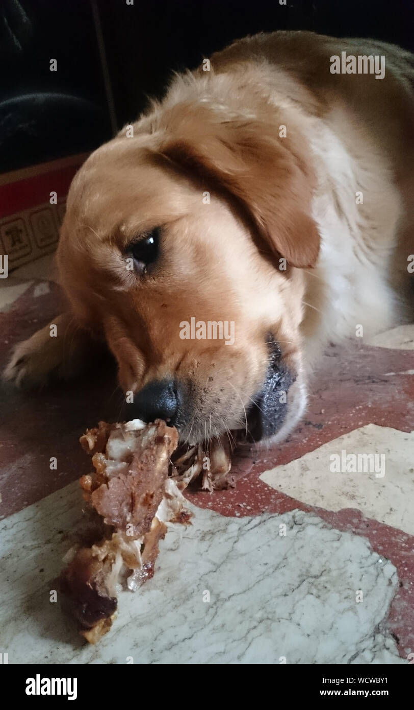Why Does My Puppy Whine While Chewing A Bone