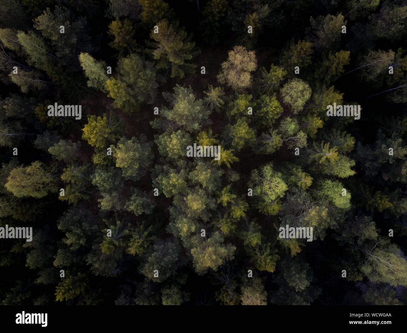 Top shot trees hi-res stock photography and images - Alamy