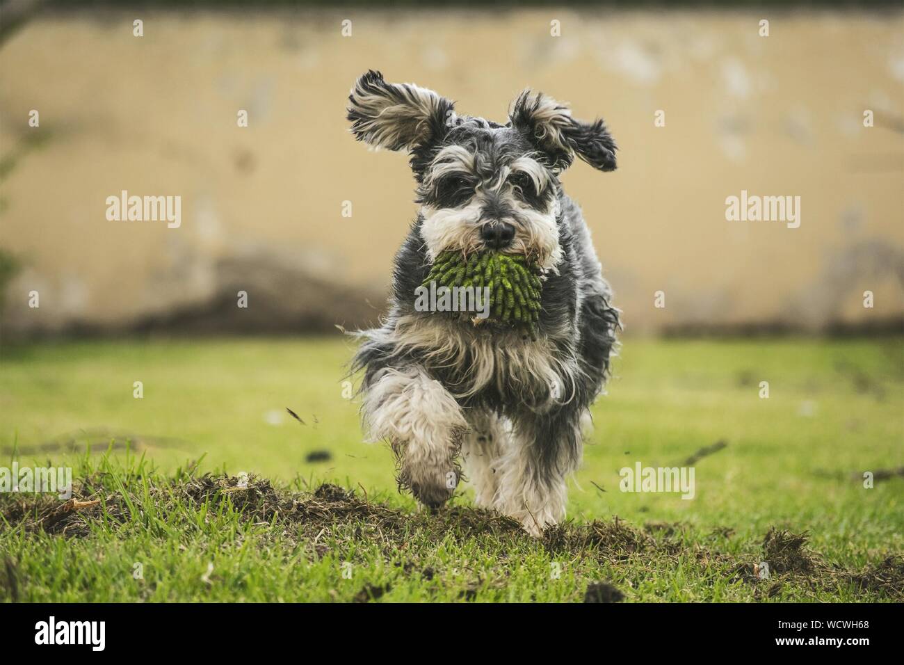 miniature schnauzer running