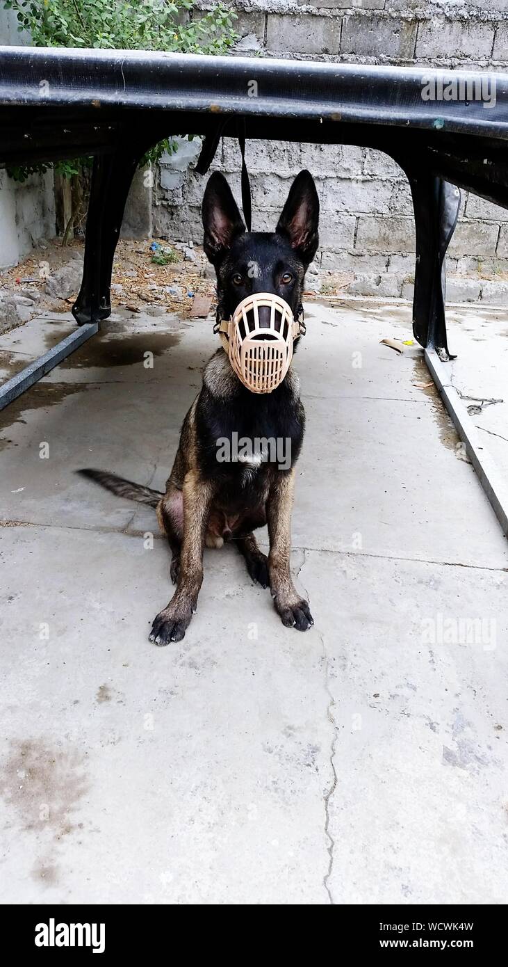 Pet dog tied up hires stock photography and images Alamy