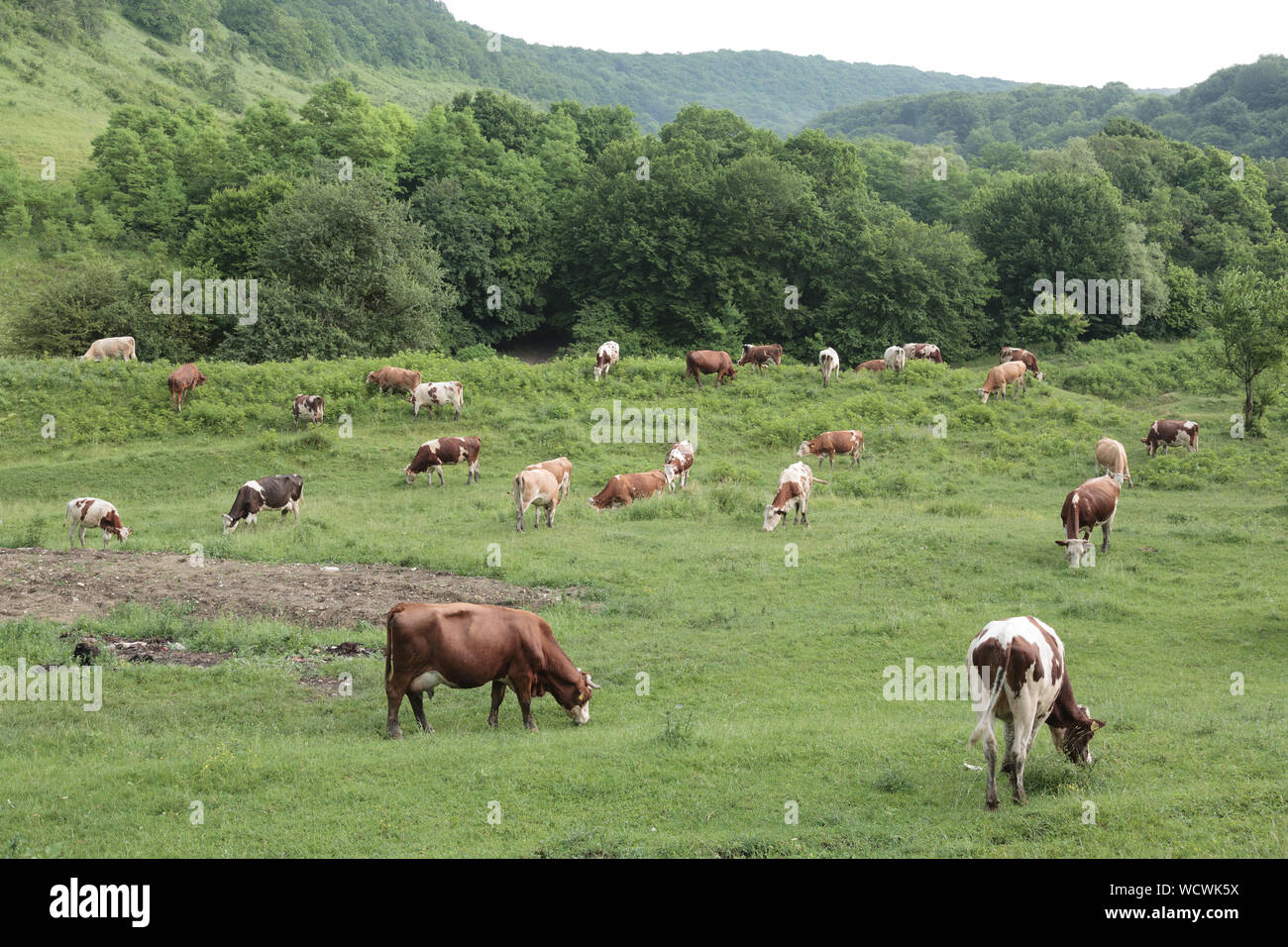 Mixed brown and white coloured cattle grazing on open grass pasture outside the village of Bunesti, Transylvania, Romania Stock Photo
