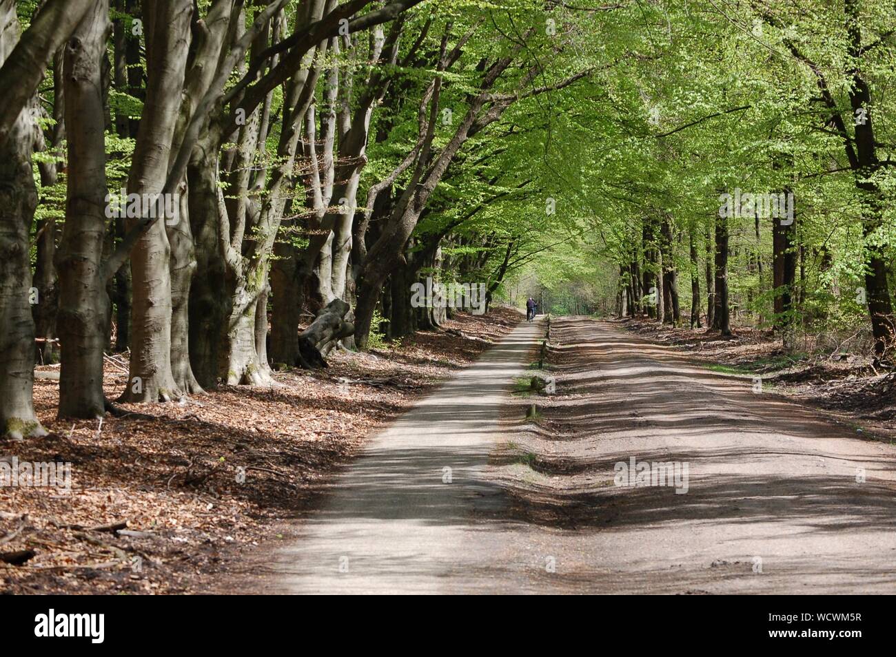 Road Amidst Trees In Forest Stock Photo - Alamy