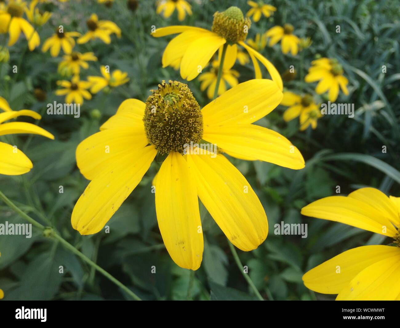 Yellow Coneflowers Growing On Field Stock Photo Alamy