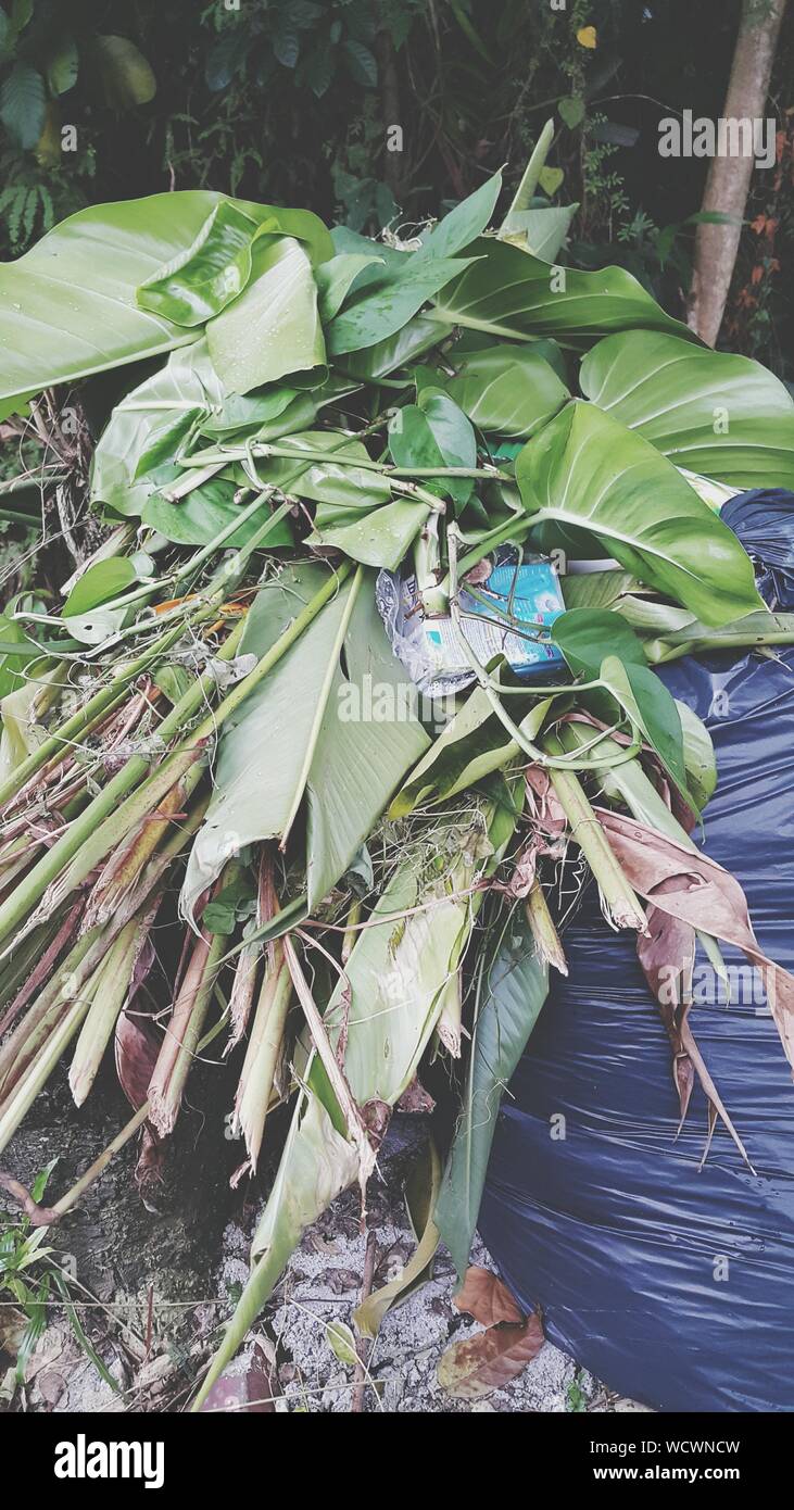 Plants In Garbage Bag Stock Photo Alamy