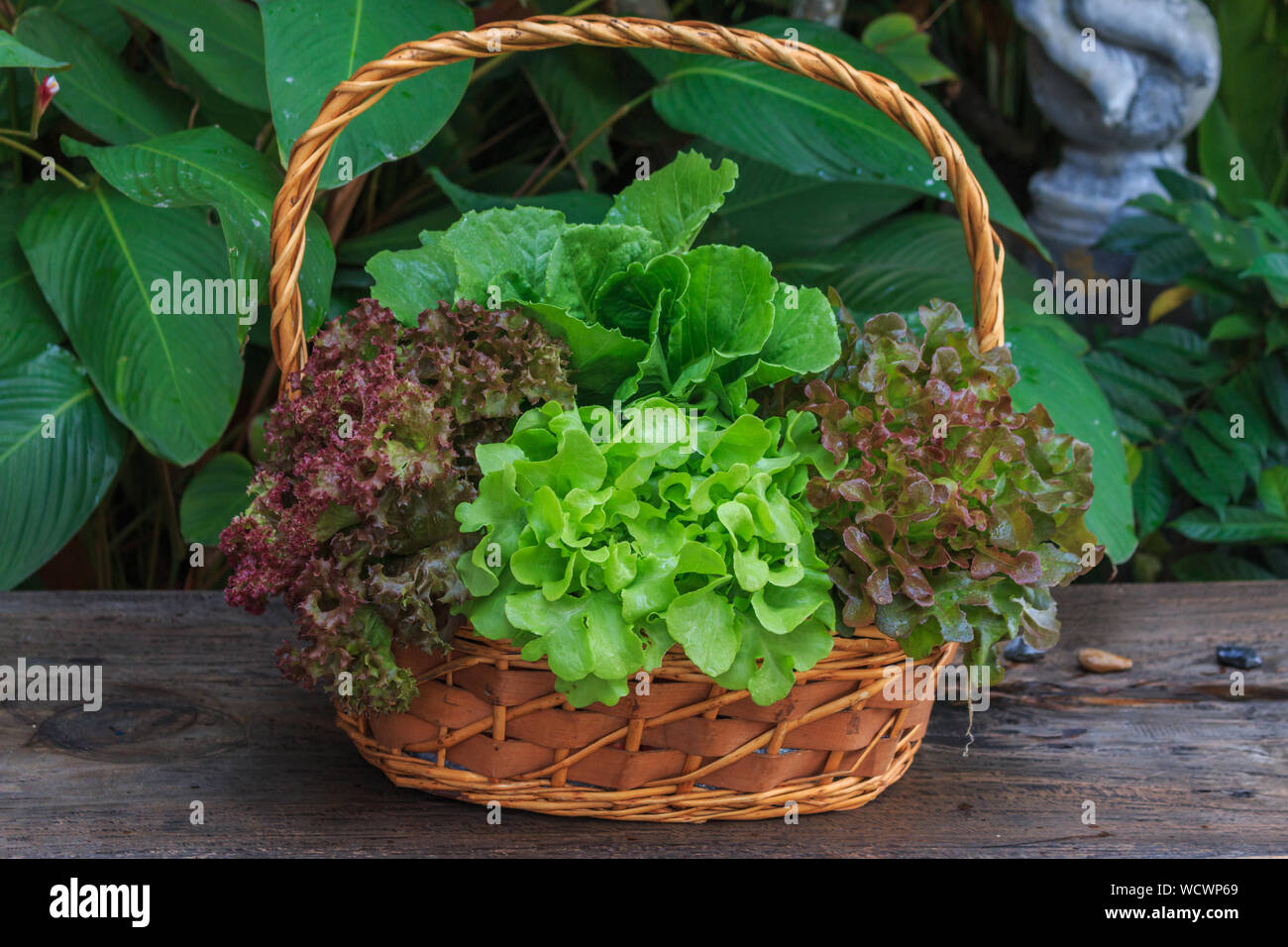 Close-up Of Fresh Green Plants Stock Photo
