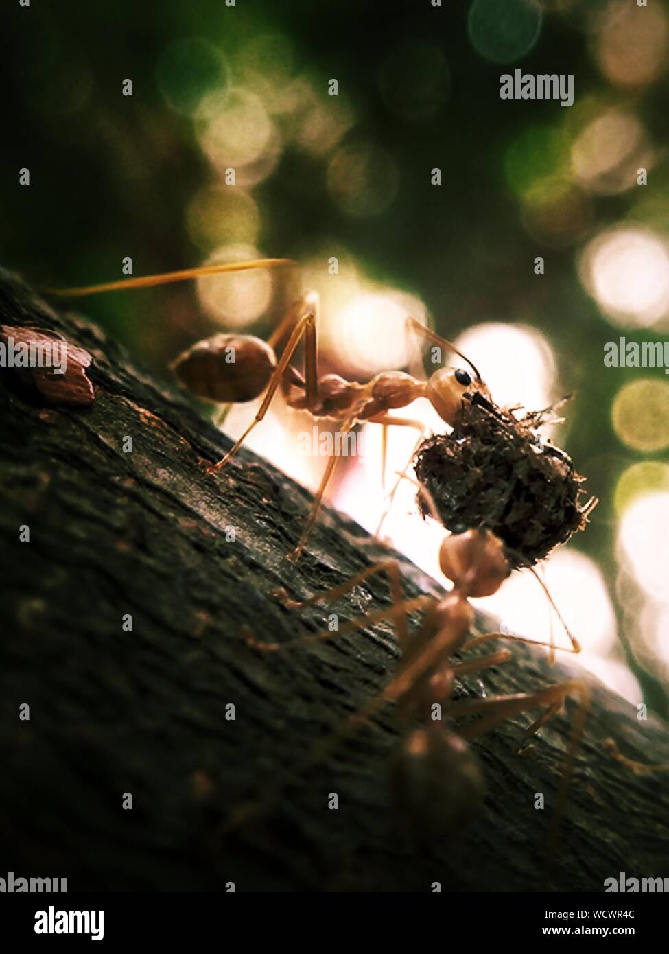 Ants carrying food hires stock photography and images Alamy