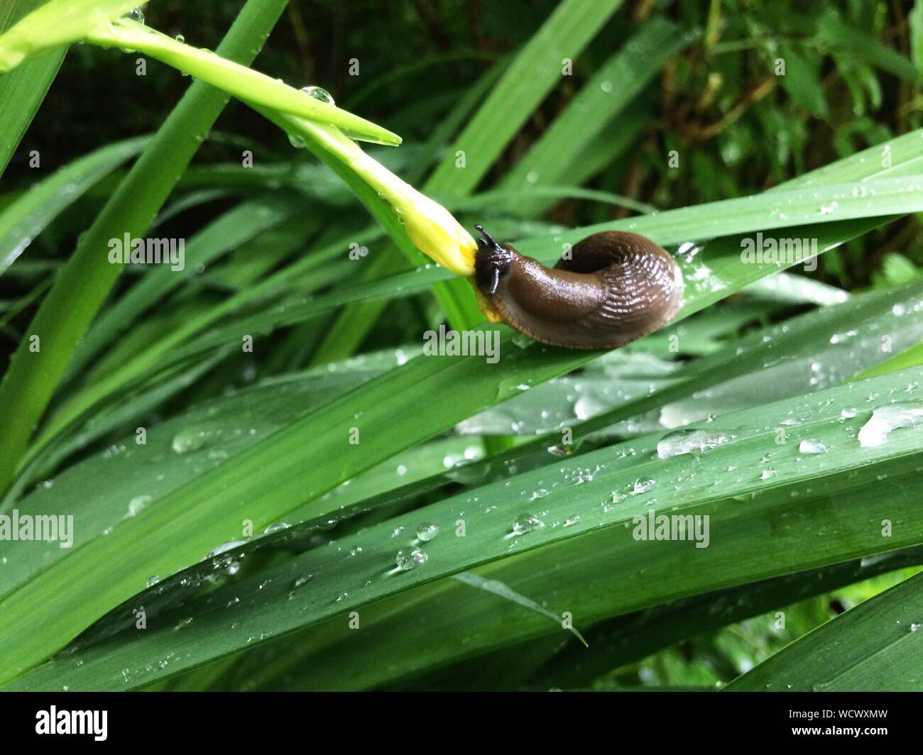 Closeup Of Slug On Wet Grass Stock Photo Alamy