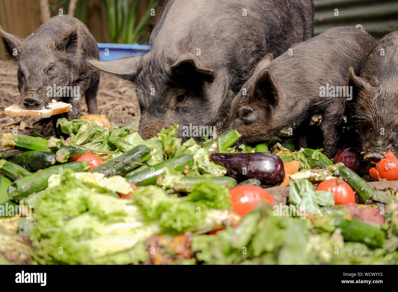Pigs eating hires stock photography and images Alamy
