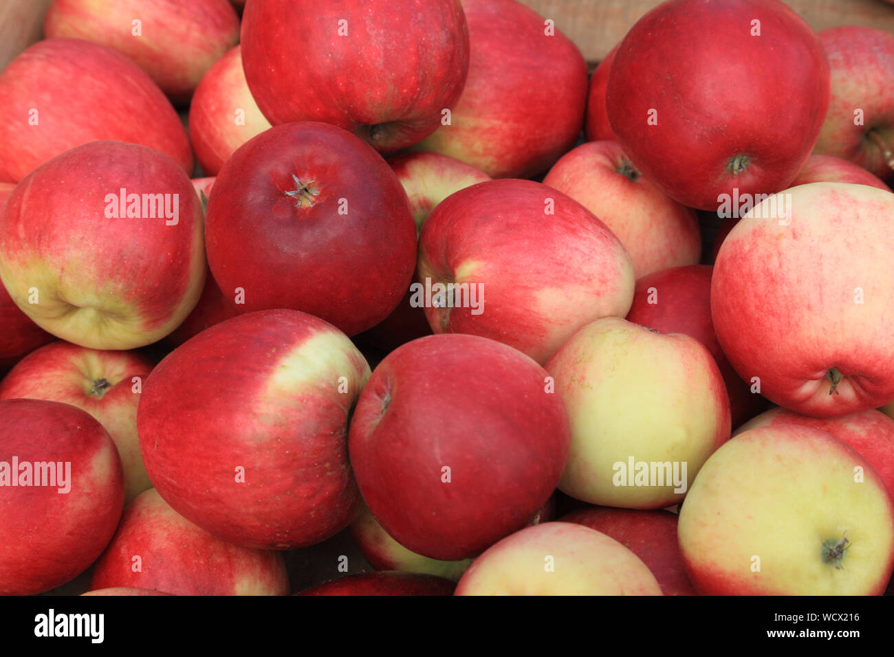 Apple 'Katy', Apple 'Katya', eating apples, malus domestica, farm shop display Stock Photo