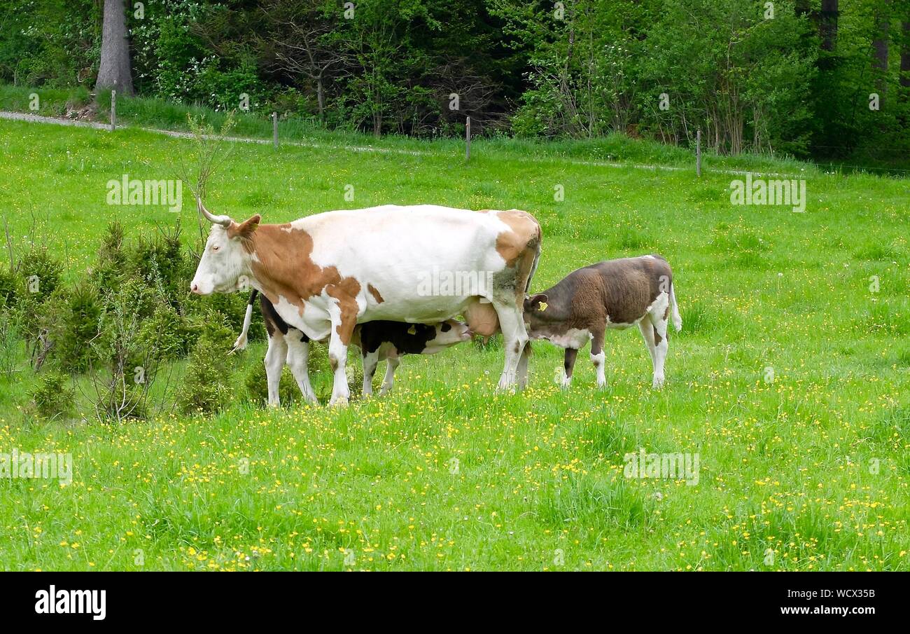 Mother Cow Feeding Her Two Young Calf Stock Photo Alamy