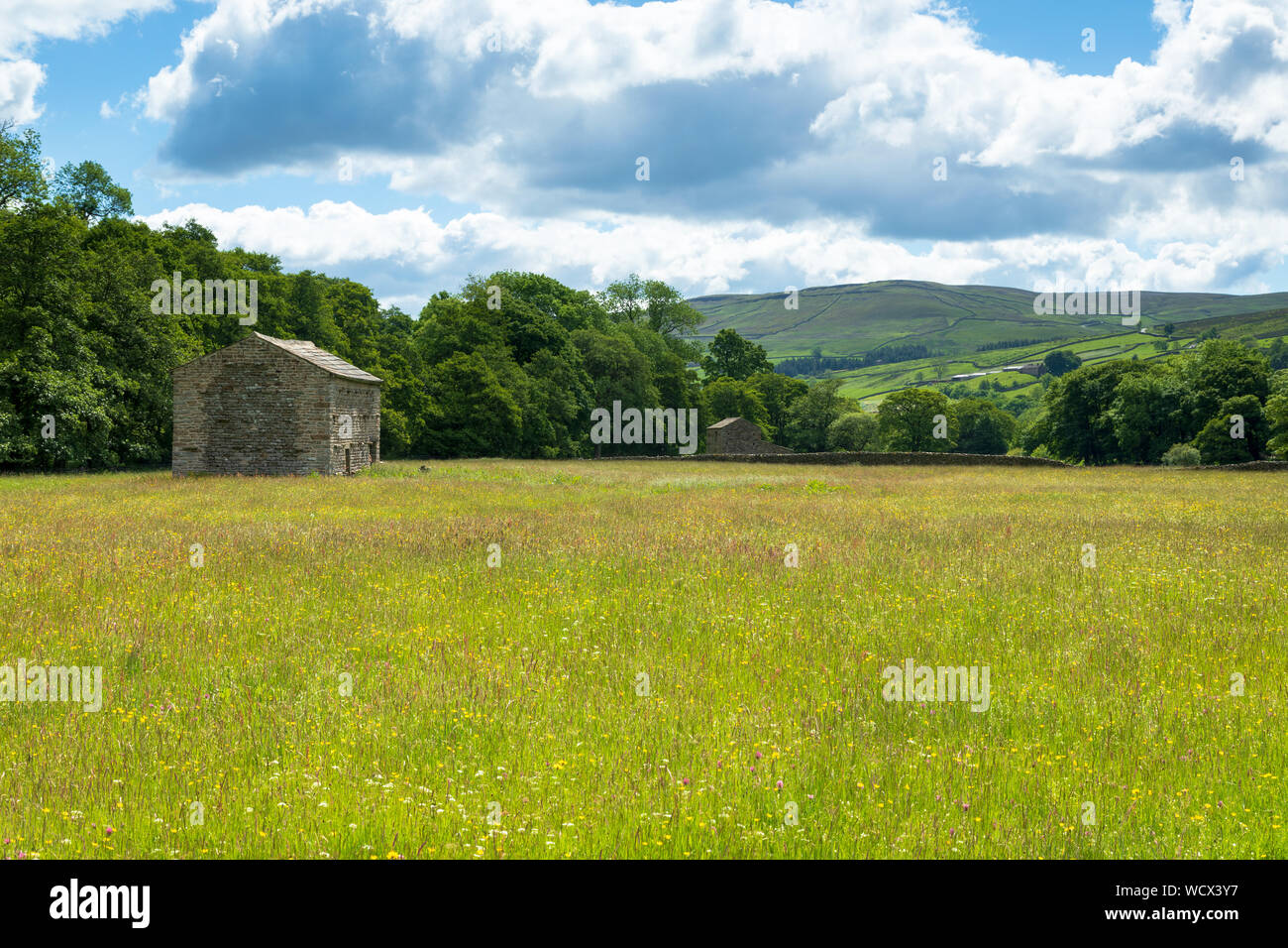 Swaledale barn and buttercup filled hay meadow.  Muker meadows. Copyspace right Stock Photo