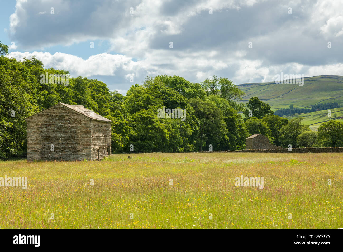 Field barn near Muker in the Muker Meadows in Swaledale.  The stone barn is surrounded by buttercups in a hay meadow. Stock Photo