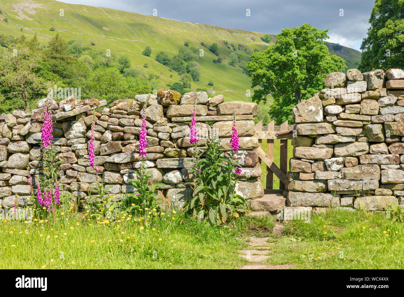 Swaledale dry stone wall with squeeze gate into hay meadows.  Purple foxgloves stand by the wall. KIsdon Hill is behind.  Summer Stock Photo