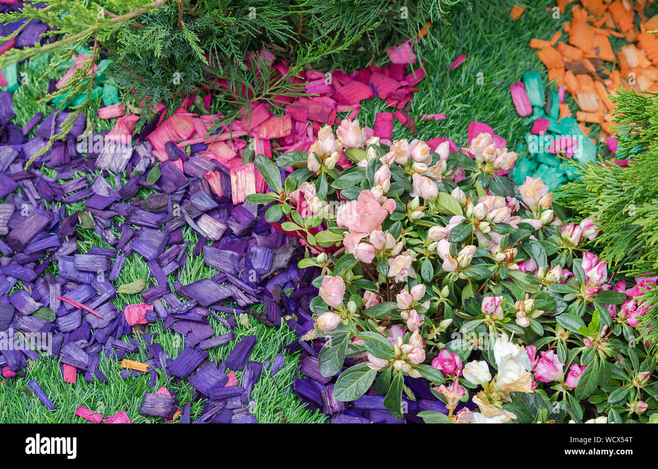 Colored wood chips in the landscape design of the garden. Colored wood