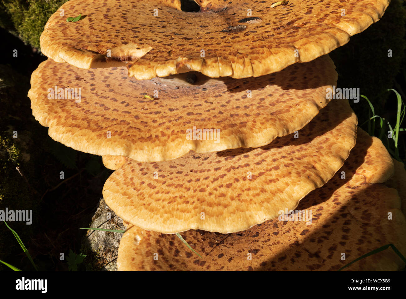 Bracket fungus on a tree in Swaledale. Polyporus squamosus Stock Photo