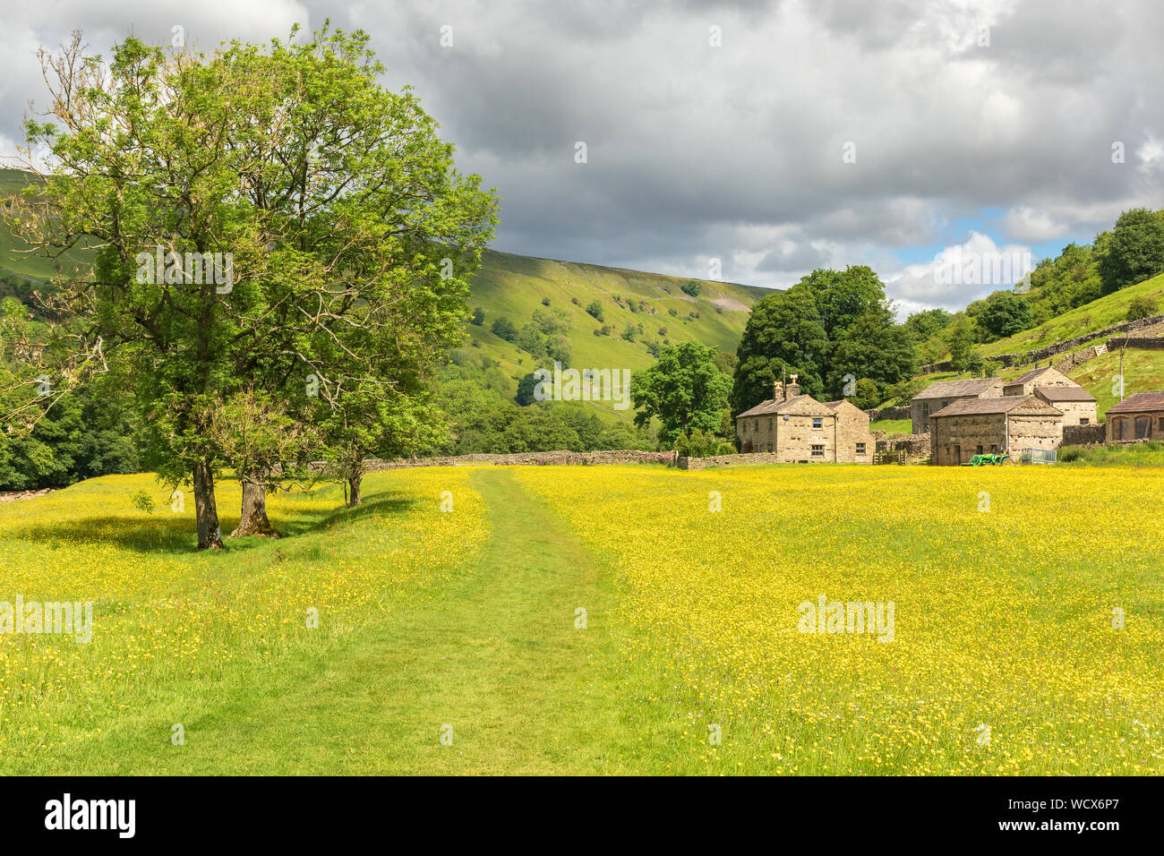 Swaledale meadows with barns and bright yellow buttercups. Stock Photo