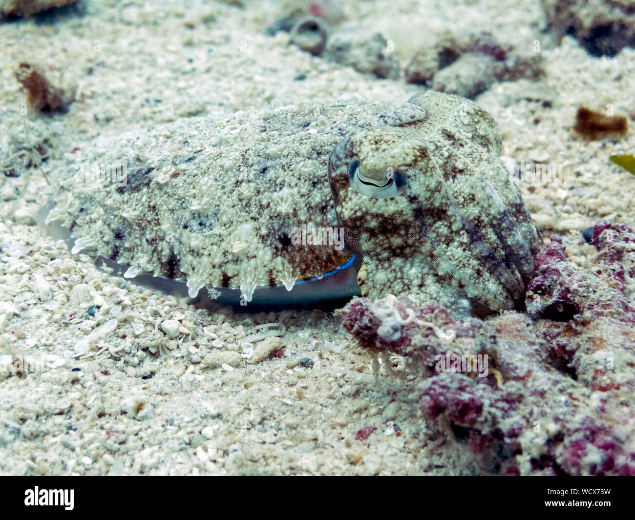 Cuttlefish Camouflaged in Coral Reef - Sipadan Island, Borneo Stock Photo