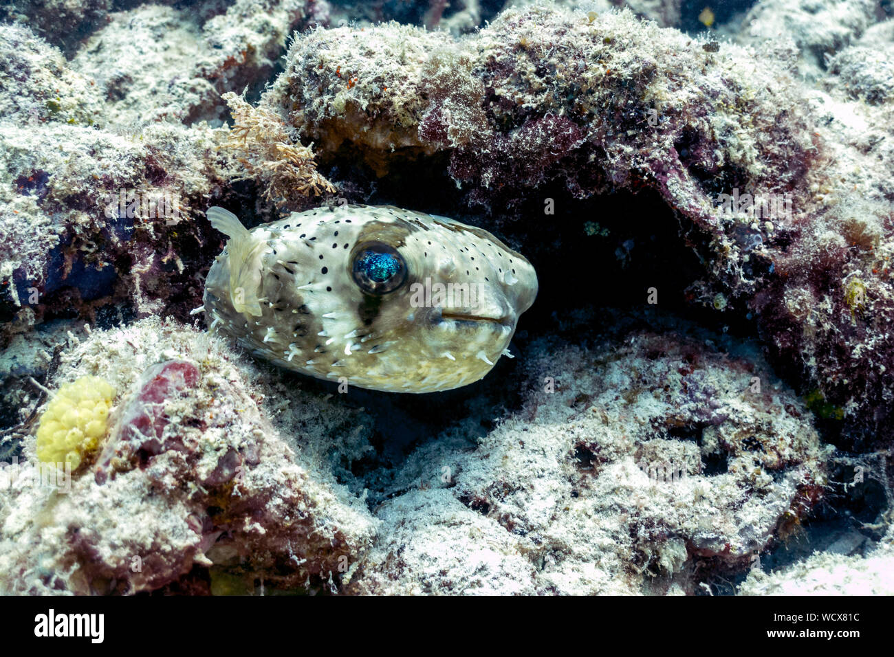 Blowfish or Puffer Fish in Coral Reef, Borneo Stock Photo