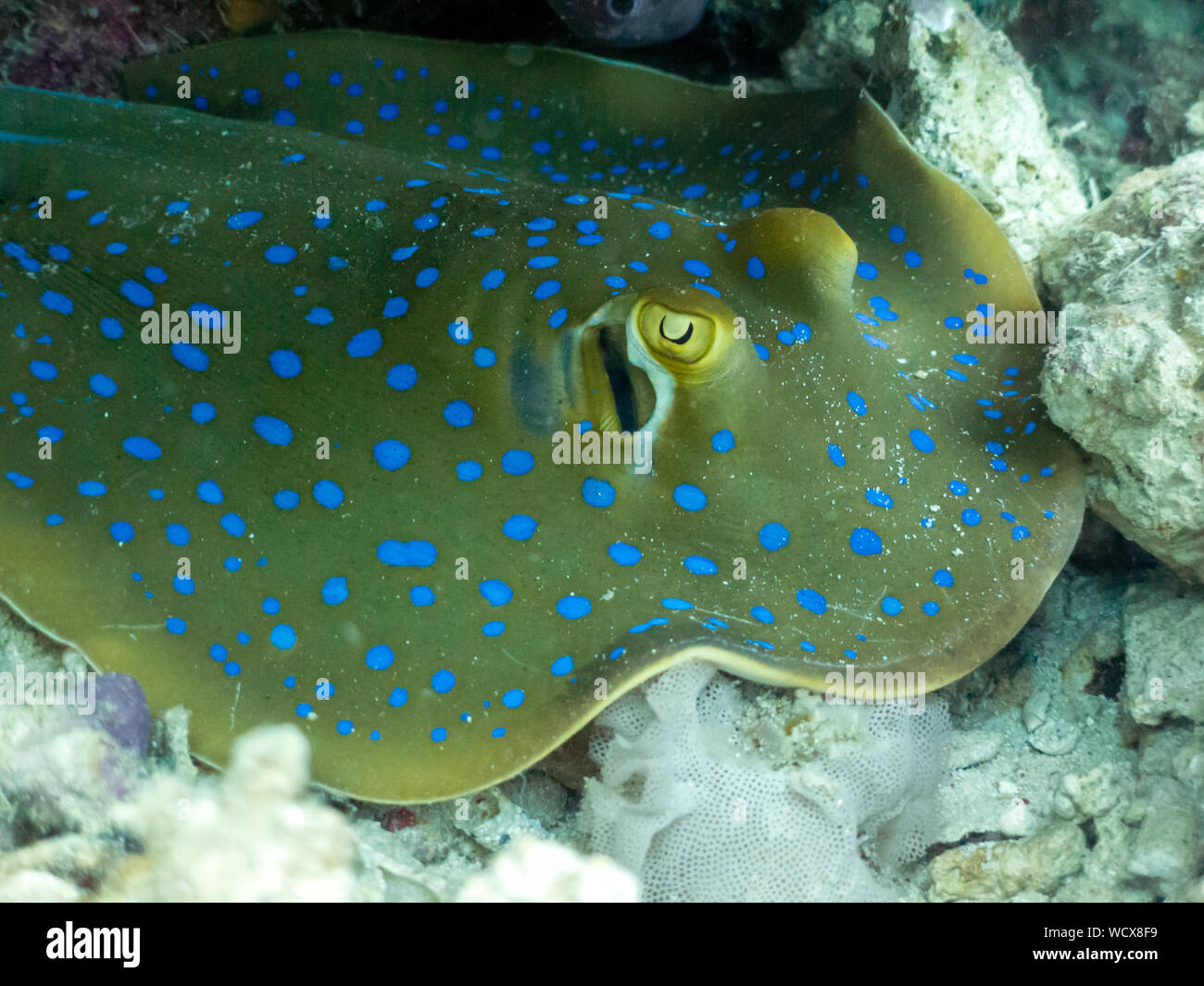 Blue Spotted Stingray - Blue Dot Ribbon Tail Ray - Borneo, Malaysia Stock Photo