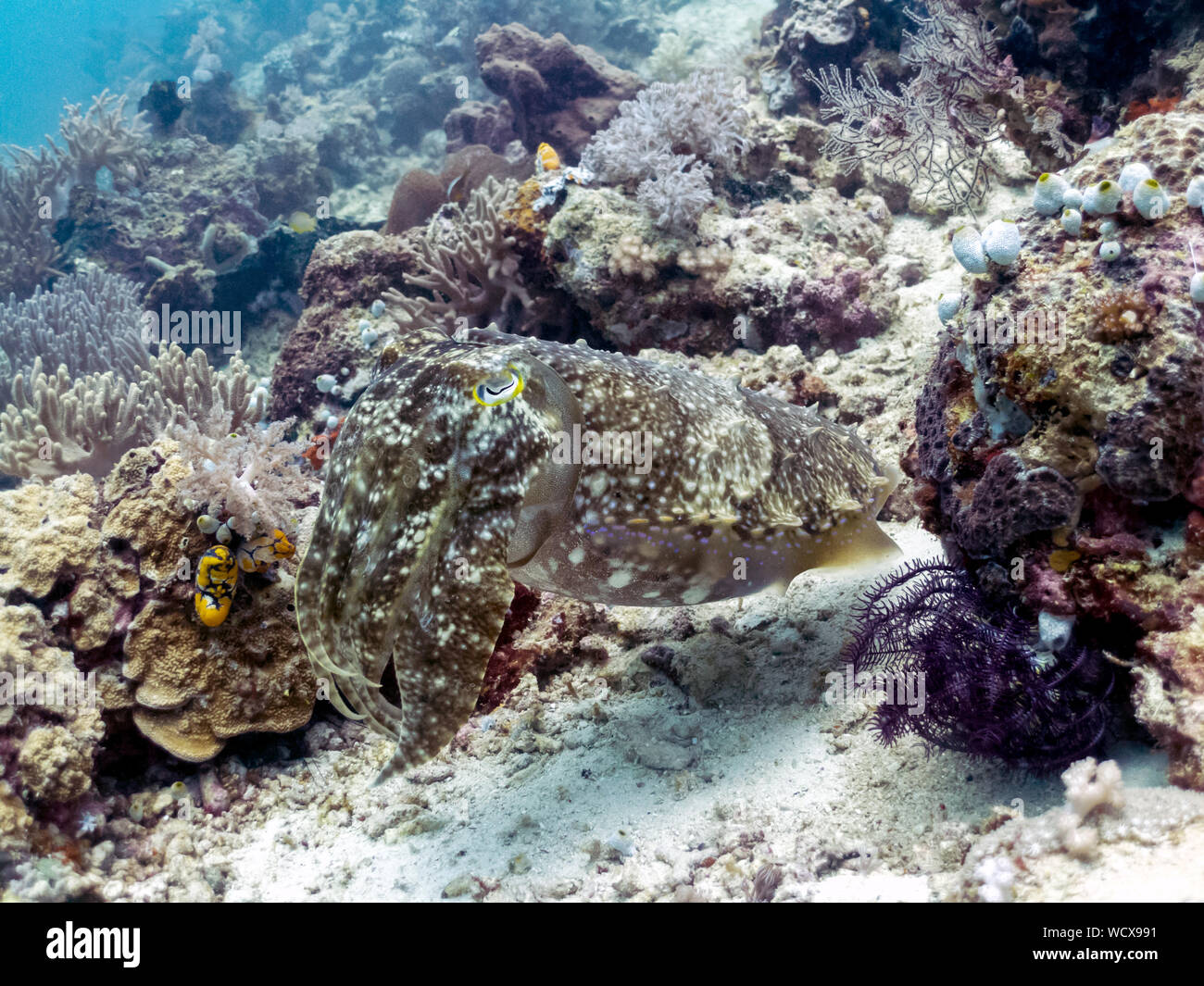 Cuttlefish Camouflaged in Coral Reef - Sipadan Island, Borneo Stock Photo
