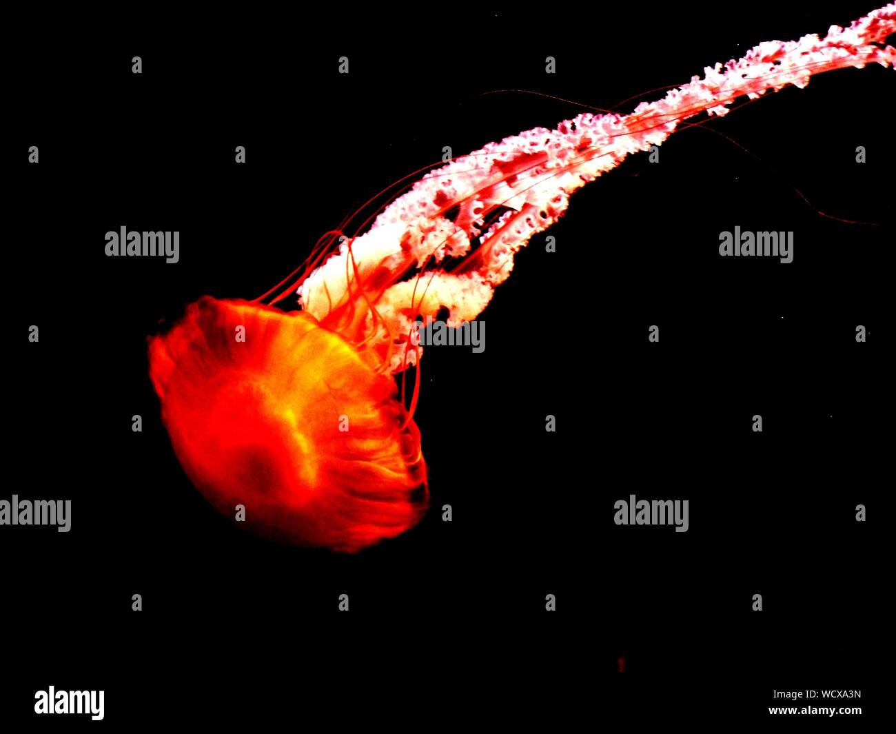 Jellyfish Swimming In Aquarium Stock Photo Alamy